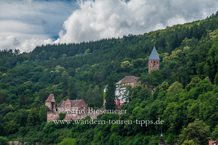 Neckar wandern: Am Ende der Wolfschlucht die Burg Zwingenberg