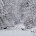 Taunus: Winterwanderung im Schnee